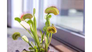 Venus Fly Trap from Seeds