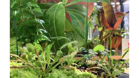 Types of Carnivorous Plants | Carnivorous Plants