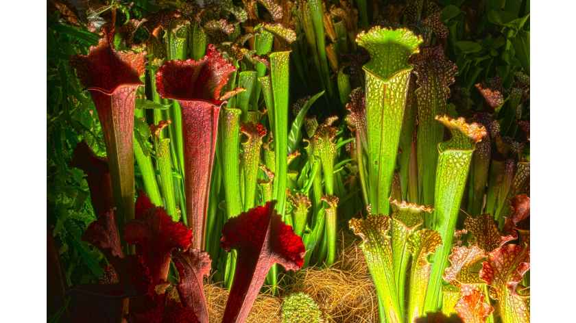 Carnivorous Pitcher Plants May Lure Insects with Smell