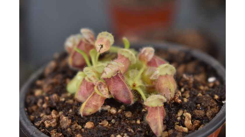 Cephalotus Follicularis